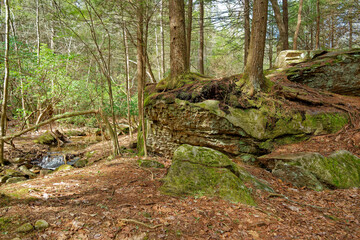 Rocky terrain trail in the forest