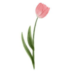 pink tulip isolated on white water color