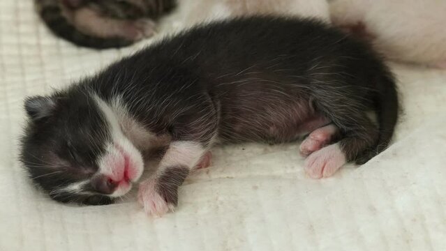 The kitten was born 6 days ago, has tiger stripes, is white, black and brown, and is sleeping on a white sheet.