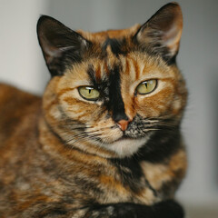 Obraz premium black and white cat