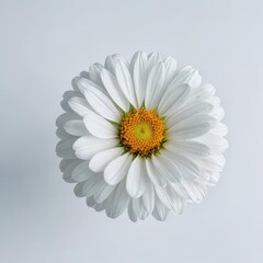 daisy flower on a white background
