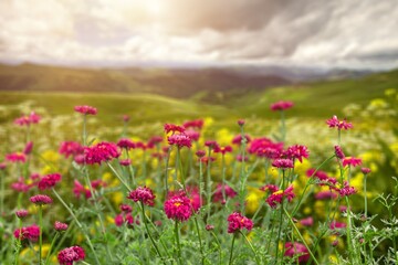 A beautiful spring colored flower field