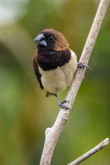 The Javan munia (Lonchura leucogastroides) is a species of estrildid finch native to southern Sumatra, Java, Bali and Lombok islands in Indonesia