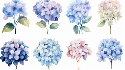 Set of vintage floral vector bouquet of blooming hydrangea and garden flowers, botanical natural hydrangea Illustration on white background. Summer floral hydrangea greeting card in watercolor style