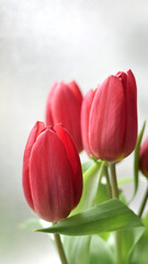bouquet de tulipes rouges - 752467517