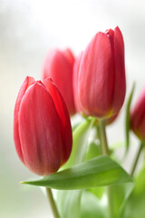 tiges de tulipes