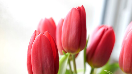 floraison des tulipes
