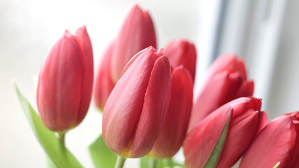 moment des tulipes - 752467567
