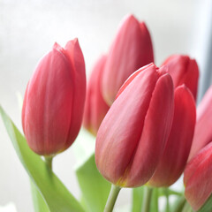 plein de tulipes - 752467570