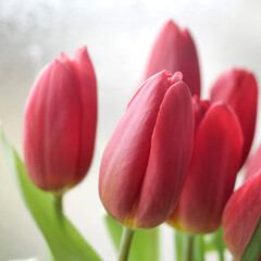 tulipes - 752467574