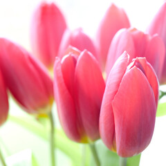 offrir des tulipes