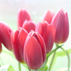 tulipes - 752467717