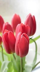 offrir des tulipes - 752467745