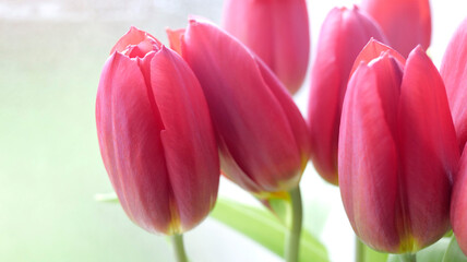 tulipes rouges - 752467751
