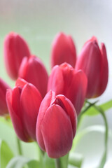 bouquet de tulipes - 752467787