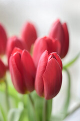bouquet de tulipes - 752467792