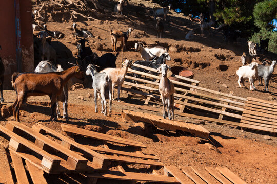 Ganado de cabras en Lomo del Palo en el municipio de Gáldar en la isla de Gran Canaria, España