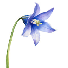 Watercolor of the bluebell flower on transparent background, capturing its ethereal beauty and grace