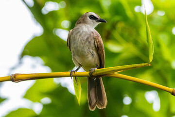 The yellow-vented bulbul (Pycnonotus goiavier), or eastern yellow-vented bulbul, is a member of the bulbul family of passerine birds