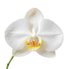 Naklejka na ściany i meble White Moon Orchid flower on transparent background, showcasing pristine white petals with a luminous, moon-like allure