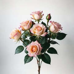 bouquet of roses on white
