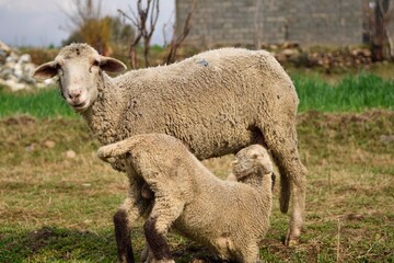 sheep and lambs, sheep Give a Milk To  lambs In Field . Two Sheeps 