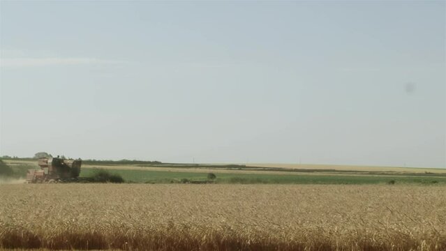 A Wheat Field in the Province of Entre Rios, Argentina.  