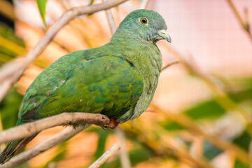 The black-naped fruit dove (Ptilinopus melanospilus), also known as the black-headed fruit dove