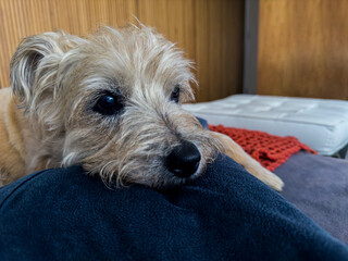 Smart eyes of a cute dog, searching for something. The dog breed is a Cairn Terrier.