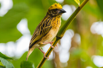 The baya weaver (Ploceus philippinus) is a weaverbird found across the Indian Subcontinent and Southeast Asia