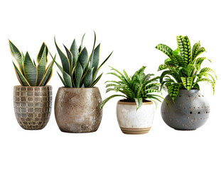  Set of Discover air-purifying wonders with visuals showcasing snake plants isolated on Transparent Background. Ai Generated	