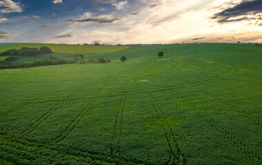 Obraz premium Aerial view of a still green soybean plantation, on a farm in the rural area, in Brazil