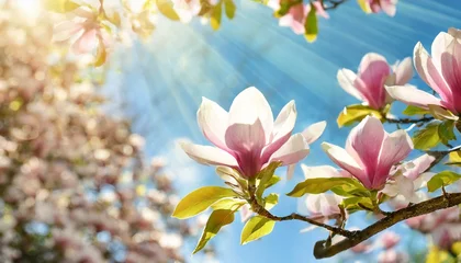 Gordijnen  Blooming magnolia tree in the spring sun rays. Selective focus. Copy space. Easter, blossom spring, sunny woman day concept. Pink purple magnolia flowers in blue summer sky © Marko