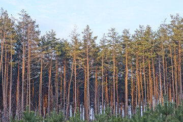 Obraz premium a row of tall coniferous pine trees in the forest against the blue sky