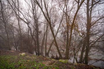 flores plantas silvestres y amapolas. Explosión de flores y plantas en primavera en España
