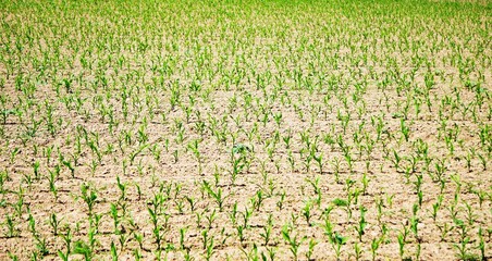 Uprawa kukurydzy na wsi. Młoda kukurydza rośnie na polu. Promienie słońca padają na uprawianą kukurydzę. - obrazy, fototapety, plakaty