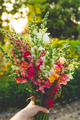 A bright flower bouquet of tall, multicolored snapdragons being held by a hand in the garden with...