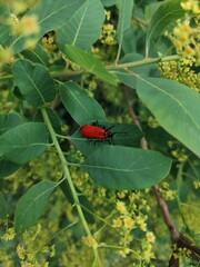 red bug on a leaf