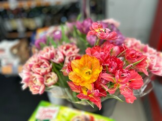 colorful terry tulips in bouquets with packaging before International Women's Day on March 8 in hypermarkets. The concept of shopping for gifts and congratulations on the spring holiday