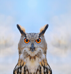 Eagle Owl.