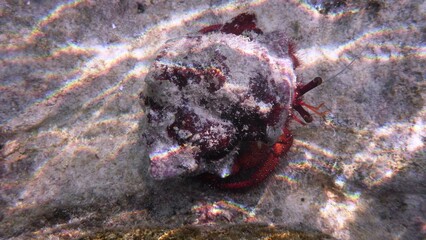 Anemomen Einsiedlerkrebs mit grünen Augen