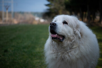 The Pyrenean Mountain Dog is a breed of livestock guardian dog from France, where it is known as the Chien de Montagne des Pyrénée It is called the Great Pyrenees in the United States.