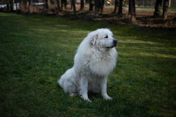 The Pyrenean Mountain Dog is a breed of livestock guardian dog from France, where it is known as the Chien de Montagne des Pyrénée It is called the Great Pyrenees in the United States.