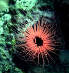 Rote Anemone