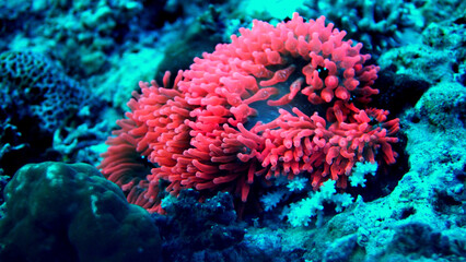 Rote Anemone