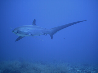 Fuchshai Malapascua Treshershark