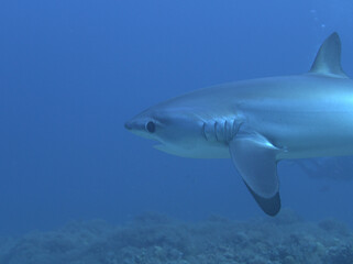 Fuchshai Malapascua Treshershark