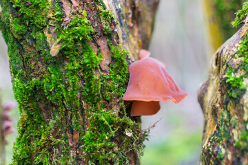 mushrooms on tree