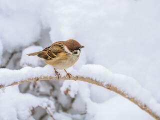 Sparrow sitting on a snow covered bush