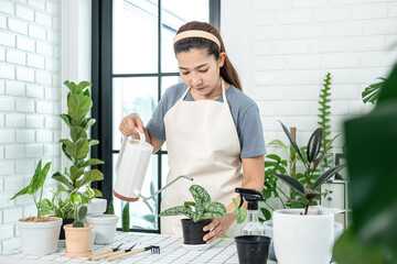 Asian woman gardener in casual clothes, watering plants in ceramic pots with watering can after transplanting